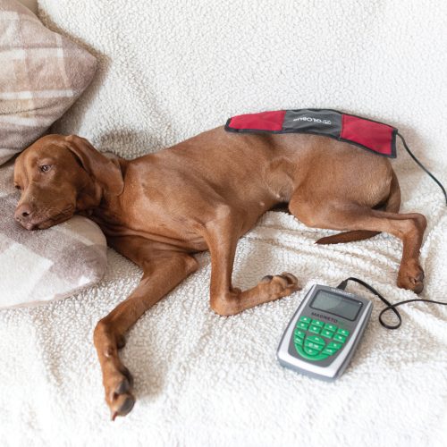 MagnetoVet 200 veterinärmedizinisches Magnettherapie-Gerät