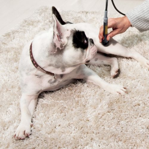 LaserVet 1.0 Tiermedizin-Laser