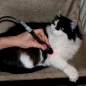 LaserVet 3.0