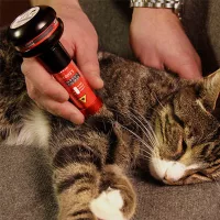 Tiermedizin