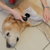 TECAR-Therapie für Tiere