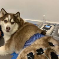 Veterinär-Elektrotherapie