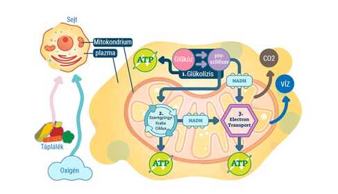 Mitochondriale Gesundheit – was ist das?